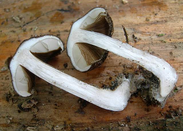 La  Flora  micologica  Alsaziana